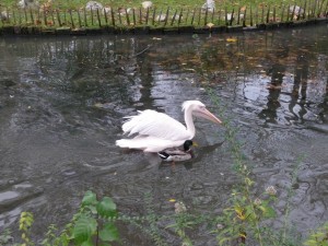 zoo02_15_20120225_1459447339