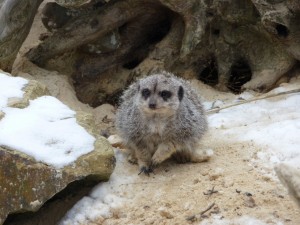 zoo02_17_20120225_1044840466