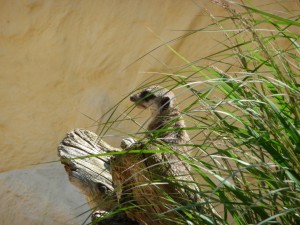 zoo02_18_20120225_1964764576