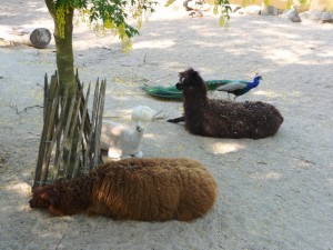 zoo02_25_20120225_1229575439