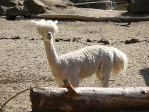 zoo02_26_20120225_1446857585