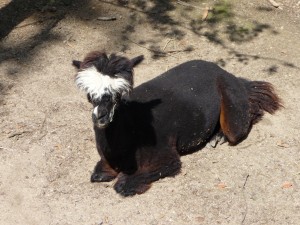 zoo02_27_20120225_1273174768
