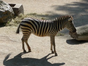 zoo03_10_20120225_1385522465