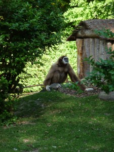 zoo03_11_20120225_1620738905