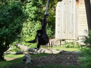 zoo03_12_20120225_1561149701