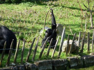 zoo03_13_20120225_1442299580