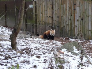 zoo03_14_20120225_1795138222