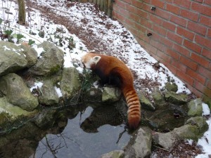 zoo03_15_20120225_1935080538