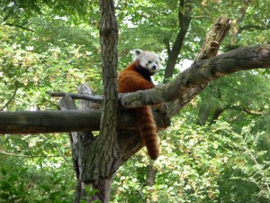 zoo03_16_20120225_1101728131