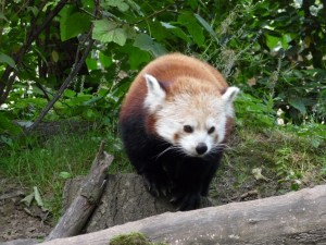 zoo03_17_20120225_1599947773