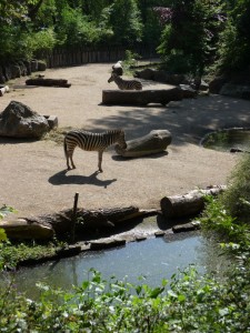 zoo03_9_20120225_1351575815