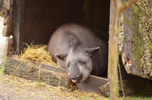 zoo_35_20140518_1890240884
