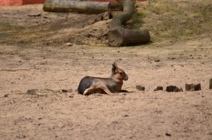 zoo_36_20140518_1837221067