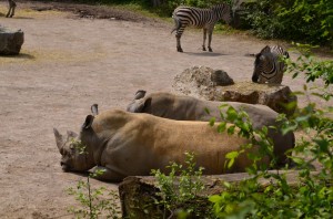 zoo_37_20140518_1993697480
