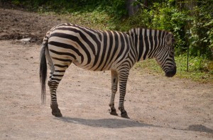 zoo_38_20140518_1181962866