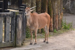 zoo_39_20140518_1221967135