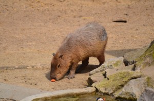 zoo_41_20140518_1777038927