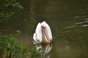zoo_42_20140518_1036725896