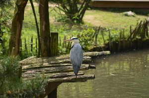 zoo_43_20140518_1272577134