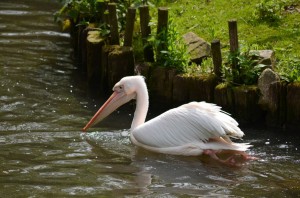 zoo_44_20140518_2046228255