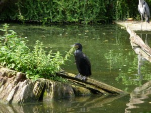 zoo_45_20100321_1681265662