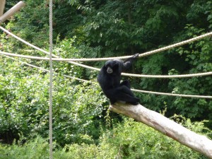 zoo_46_20100321_1492642296