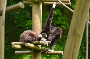 zoo_46_20140518_1117830008