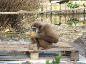 zoo_47_20100321_1227910180
