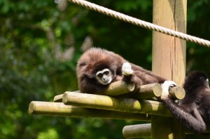 zoo_47_20140518_1063088797