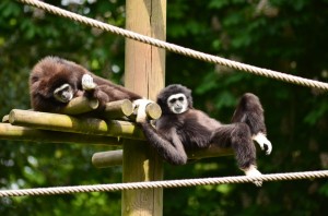 zoo_48_20140518_1389861763