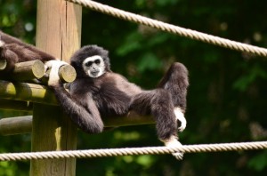 zoo_49_20140518_2005337505