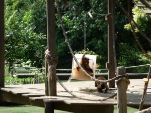 zoo_50_20100321_1334578990