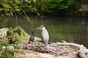 zoo_50_20140518_1630702812