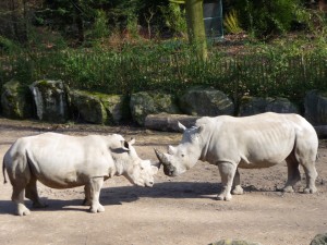zoo_51_20100321_1809834663