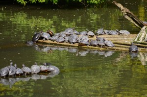 zoo_51_20140518_1416401001