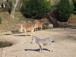 zoo_52_20100321_1272623259