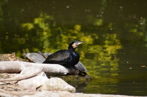 zoo_52_20140518_1416485669