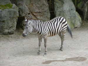 zoo_53_20100321_1495874238