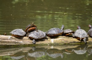 zoo_53_20140518_1814295507