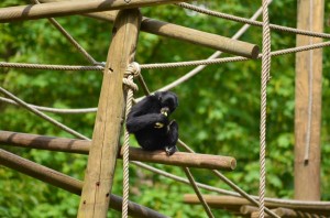 zoo_54_20140518_1253048576