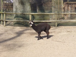 zoo_55_20100321_1525281703