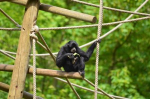 zoo_56_20140518_1529894460