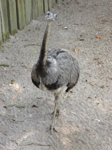 zoo_57_20100321_1849294097