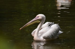 zoo_57_20140518_1113386352
