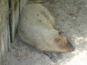 zoo_58_20100321_1079707353