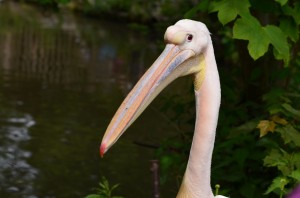 zoo_58_20140518_1411134523