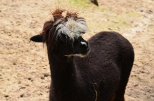 zoo_59_20140518_1153442271