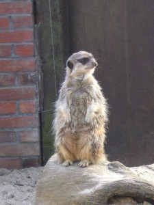 zoo_60_20100321_1571910257