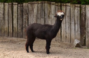 zoo_60_20140518_1359323823
