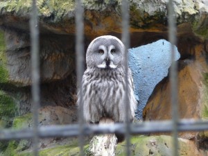 zoo_61_20100321_1733939454